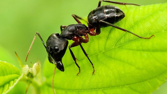 bai-viet/kien-dan-la-gi-vi-sao-duoc-menh-danh-la-kien-can-dau-nhat-the-gioi.html