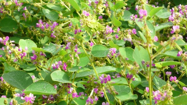 bai-viet/kinh-nghiem-dung-kim-tien-thao-chua-soi-than-va-nhung-dieu-can-biet.html