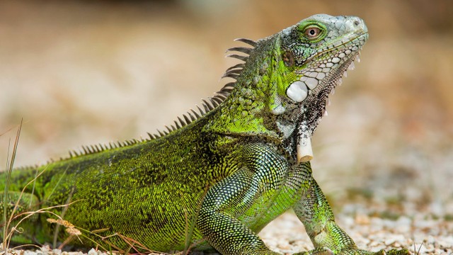 bai-viet/ky-nhong-co-doc-khong-co-nen-nuoi-ky-nhong-trong-nha-khong.html