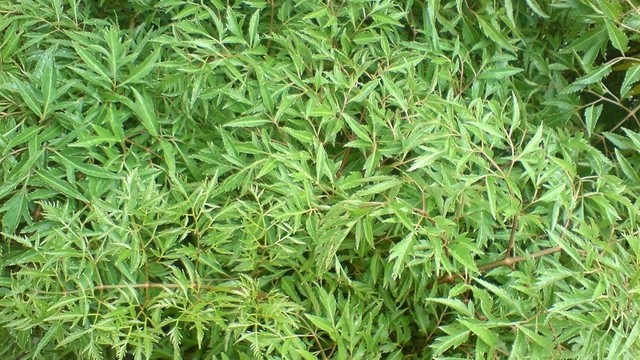 bai-viet/la-dinh-lang-co-tac-dung-gi-uong-hang-ngay-co-tot-khong-69797.html