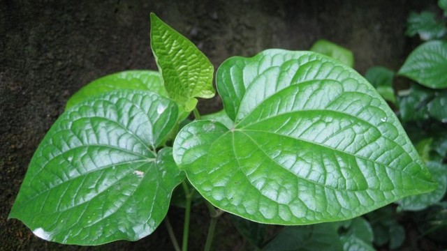 bai-viet/cac-cach-chua-thoai-hoa-khop-goi-bang-la-lot.html