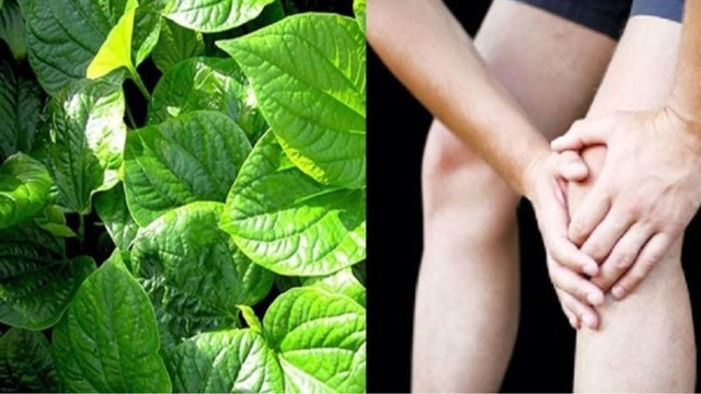 bai-viet/la-lot-chua-dau-nhuc-xuong-khop-co-hieu-qua-khong.html