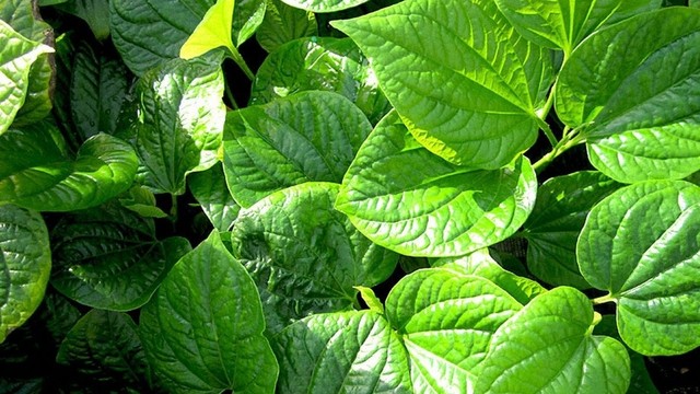 bai-viet/la-lot-nau-nuoc-uong-tri-benh-gi-uong-hang-ngay-co-tot-khong.html