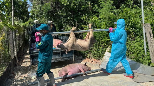 bai-viet/lien-cau-khuan-o-lon-co-lay-sang-nguoi-khong-giai-dap-thac-mac.html