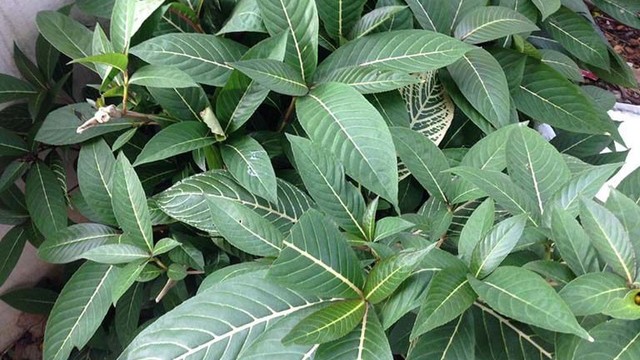 bai-viet/loi-ich-cua-la-khoi-la-gi-cach-su-dung-la-khoi-chua-da-day-nhu-the-nao.html