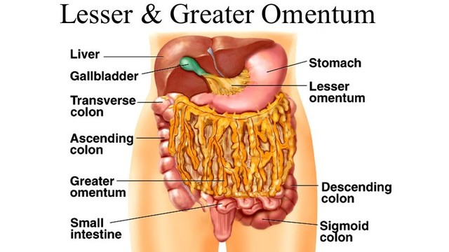 bai-viet/mac-noi-lon-dac-tinh-chuc-nang-ma-nhung-benh-ly-lien-quan.html