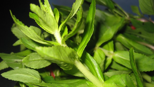 bai-viet/mach-ban-meo-dung-cay-rau-om-tri-dau-khop-mang-lai-hieu-qua-bat-ngo.html