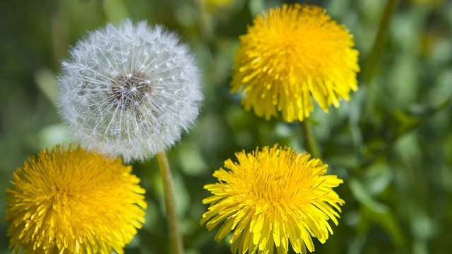 bai-viet/mach-ban-mot-so-cach-tri-giun-kim-tai-nha-63435.html