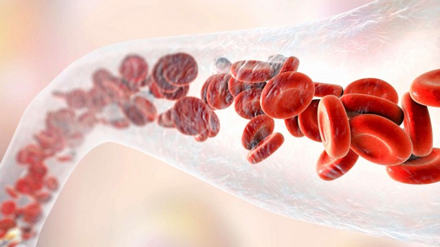 bai-viet/mach-mau-cua-co-the-la-gi-va-gom-nhung-loai-nao-tim-hieu-cau-tao-cua-mach-mau.html