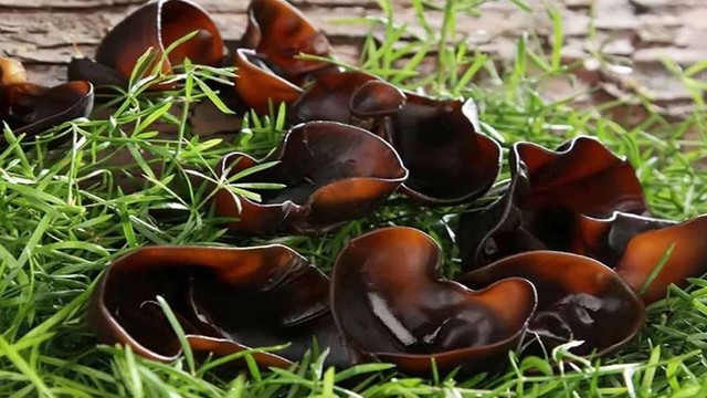 bai-viet/nam-meo-an-song-duoc-khong-meo-su-dung-nam-meo-kho-dung-cach.html