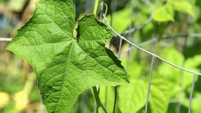 bai-viet/meo-dan-gian-la-muop-tri-gioi-leo.html