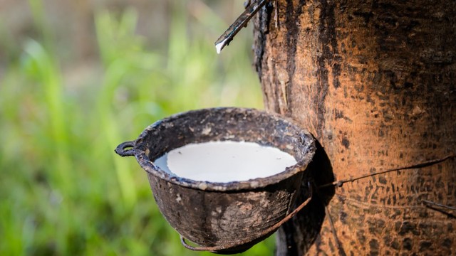 bai-viet/mu-cao-su-co-doc-hai-khong-tac-dong-cua-mu-cao-su-den-suc-khoe.html