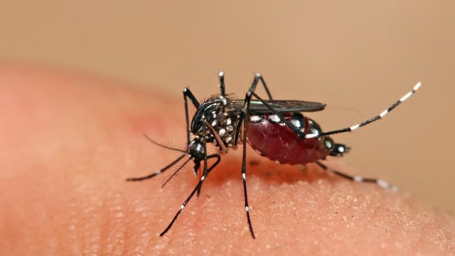 bai-viet/muoi-sot-xuat-huyet-dot-khi-nao-bien-phap-dieu-tri-benh-sot-xuat-huyet.html