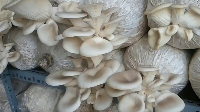 bai-viet/nam-bao-ngu-xam-co-tac-dung-gi-5-mon-ngon-voi-nam-bao-ngu-xam-67980.html