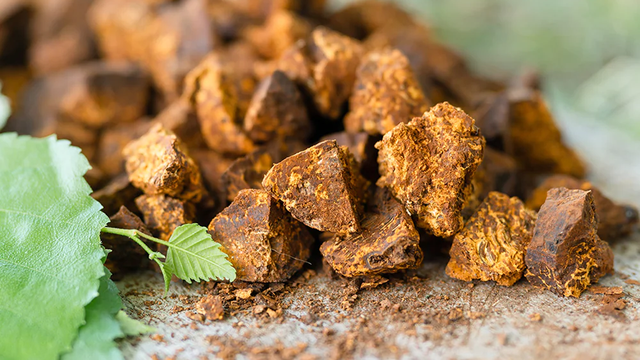 bai-viet/nam-chaga-de-duoc-bao-lau-huong-dan-bao-quan-nam-chaga-dung-cach.html