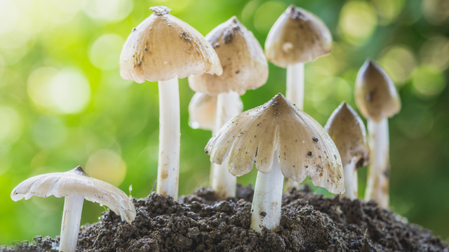 bai-viet/nam-doc-giong-nam-moi-cach-phan-biet-de-tranh-ngo-doc-nguy-hiem.html