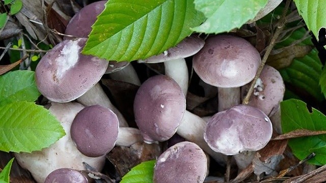 bai-viet/nam-keo-la-gi-va-tac-dung-cua-nam-keo.html