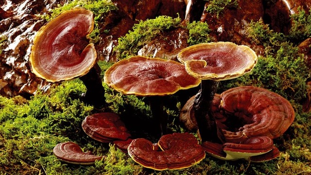 bai-viet/nam-lim-xanh-rung-la-gi-cong-dung-va-cach-dung-nam-lim-xanh-rung.html