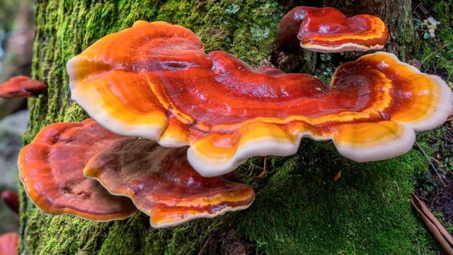 bai-viet/nam-linh-chi-vang-duoc-lieu-quy-voi-loi-ich-suc-khoe-vuot-troi.html