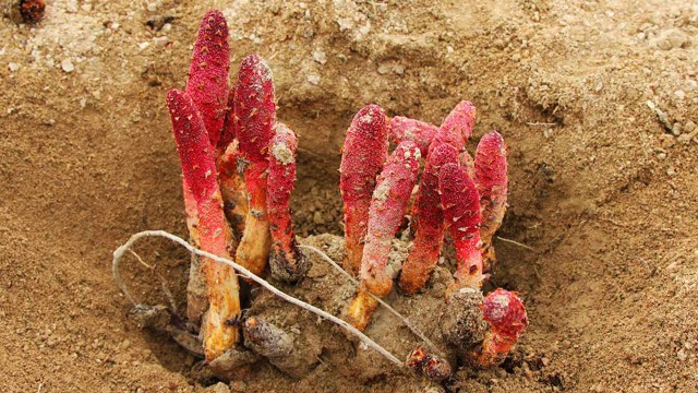 Nấm ngọc cẩu: Dược liệu quý cho sức khỏe toàn diện