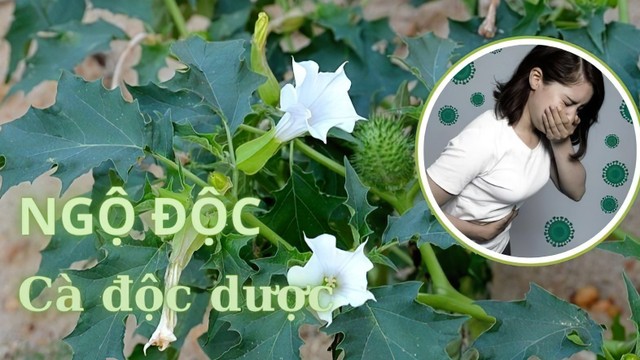 bai-viet/nhan-biet-va-cach-xu-tri-ngo-doc-ca-doc-duoc.html