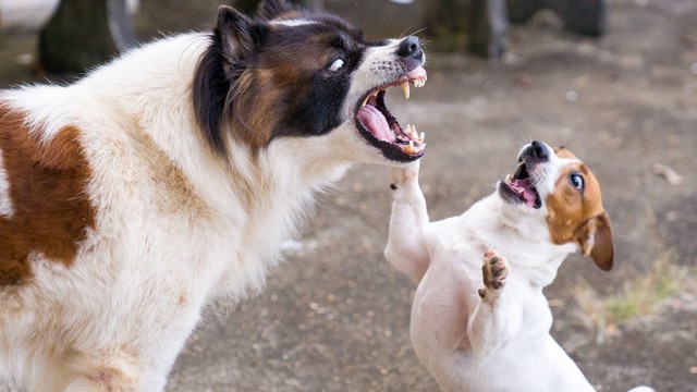 bai-viet/nguoi-vua-bi-cho-can-co-cho-con-bu-duoc-khong-vi-sao.html