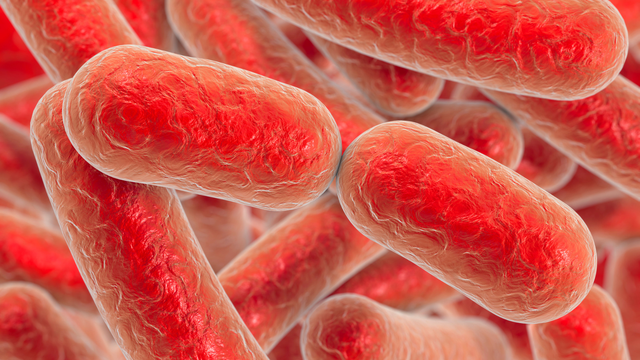 bai-viet/nguyen-nhan-gay-benh-whitmore-la-gi-nhung-anh-huong-cua-benh-whitmore-doi-voi-suc-khoe.html