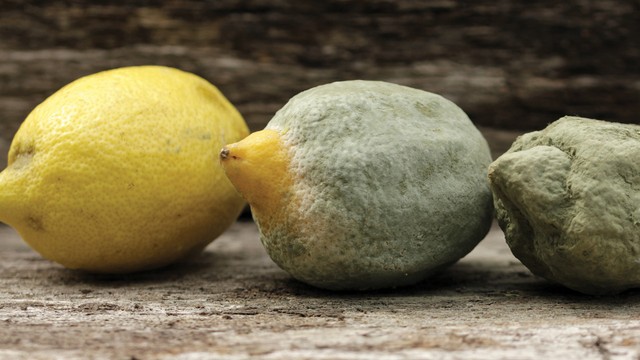 bai-viet/nguyen-nhan-gay-hu-hong-thuc-pham-hieu-ro-de-bao-quan-hieu-qua.html