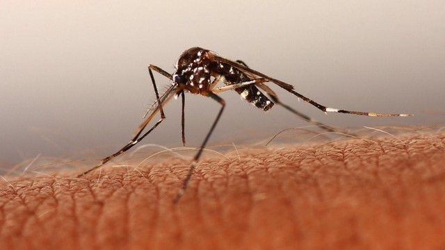 bai-viet/nguyen-nhan-nao-gay-nen-benh-sot-ret.html