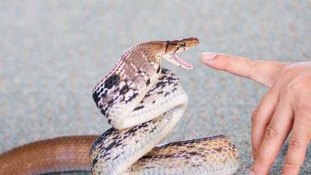 bai-viet/nhan-biet-vet-ran-can-trieu-chung-va-cach-xu-tri-ngay-lap-tuc.html