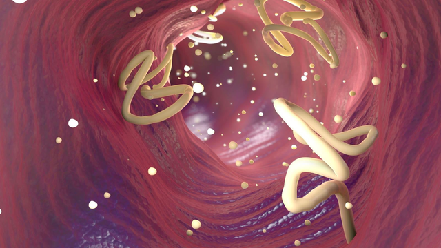 benh/nhiem-au-trung-san-lon.html