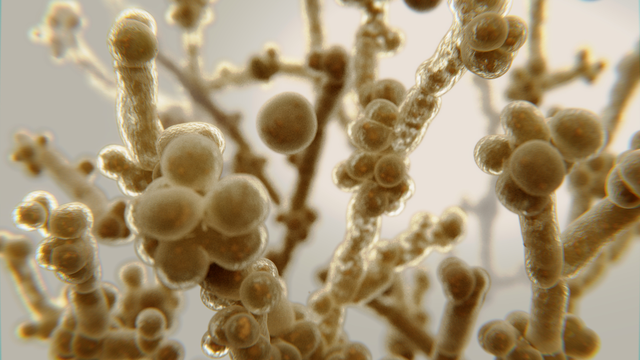 benh/nhiem-candida-197.html