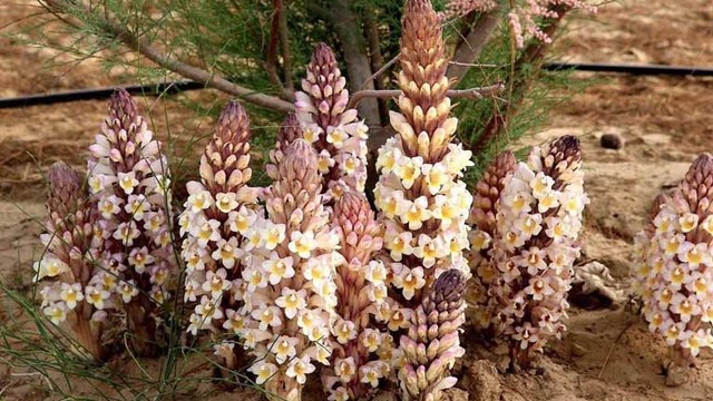 bai-viet/nhuc-thung-dung-ngam-ruou-co-tac-dung-gi.html