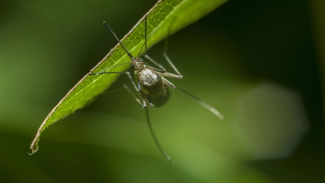 bai-viet/nhung-loai-con-trung-gay-benh-nguy-hiem-cho-co-the-can-phai-de-phong.html