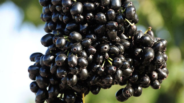 bai-viet/nhung-loi-ich-suc-khoe-tuyet-voi-cua-trai-tram.html