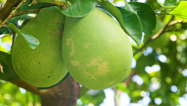 bai-viet/nhung-luu-y-truoc-khi-an-buoi-ma-ban-nen-biet.html