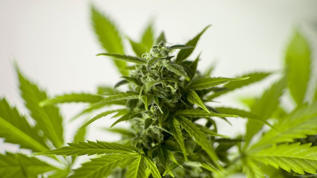 bai-viet/nhung-nguy-hai-ma-cay-bo-da-gay-ra-cho-nguoi-su-dung-68945.html