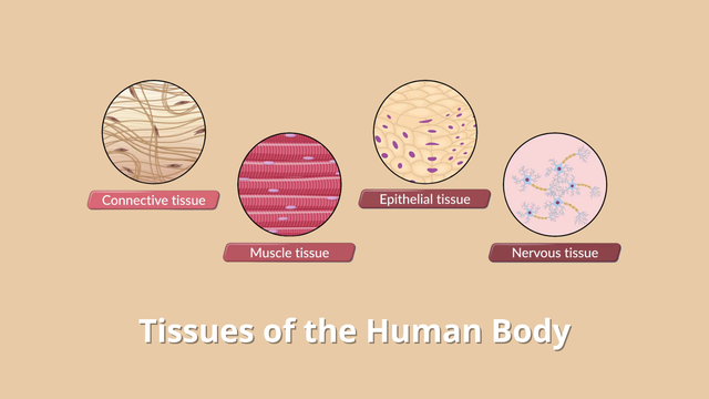 bai-viet/nhung-thong-tin-co-ban-ve-cac-loai-mo-trong-co-the-khong-phai-ai-cung-biet.html