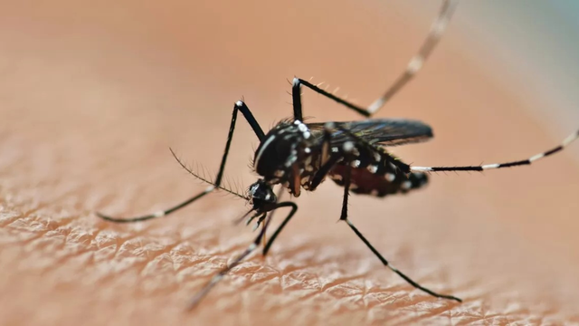 bai-viet/nhung-thu-nen-tranh-xa-trong-mua-sot-xuat-huyet.html