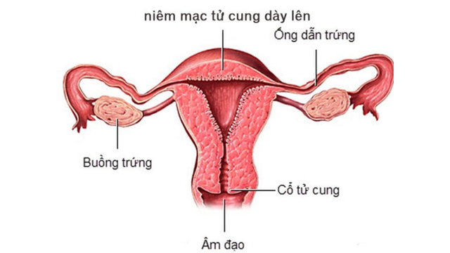 bai-viet/niem-mac-tu-cung-cau-truc-vai-tro-va-cac-van-de-lien-quan.html