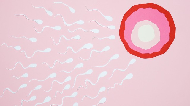 bai-viet/noan-la-gi-vai-tro-cua-noan-trong-he-sinh-san-nu.html