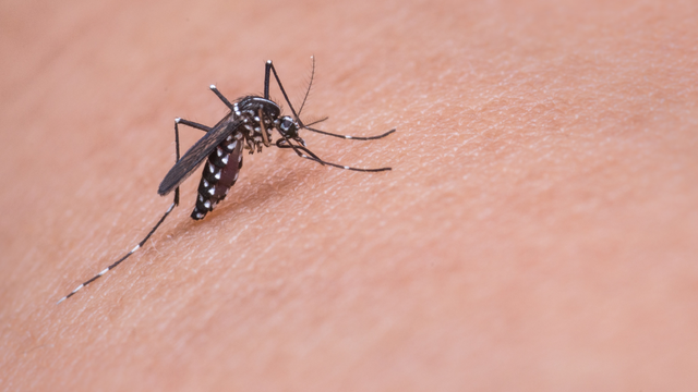 bai-viet/nuoc-bot-cua-muoi-co-the-giup-phat-trien-lieu-phap-dieu-tri-benh-do-vi-rut-arbo.html