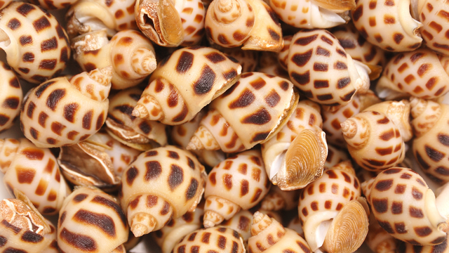 bai-viet/oc-huong-gia-tri-dinh-duong-ham-luong-calo-va-loi-ich-suc-khoe.html