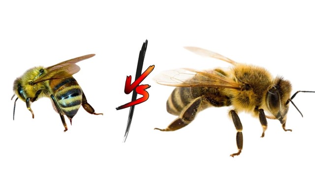 bai-viet/ong-ruoi-va-ong-mat-dac-diem-va-cong-dung-co-gi-khac-nhau.html