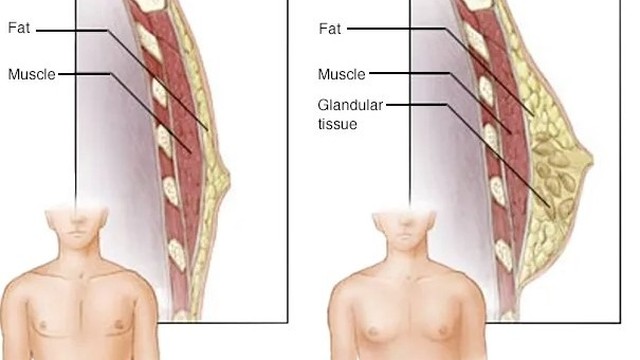 bai-viet/phi-dai-tuyen-vu-o-nam-gioi-la-gi-tien-luong-va-dieu-tri-benh.html