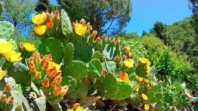 bai-viet/prickly-pear-la-gi-nhung-loi-ich-tuyet-voi-cua-prickly-pear-doi-voi-suc-khoe.html