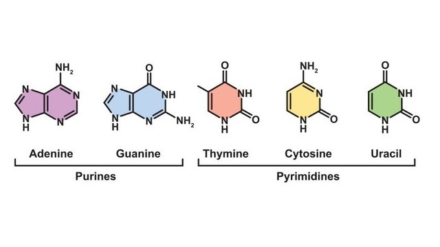 bai-viet/purine-la-gi-co-moi-lien-he-gi-voi-benh-gut.html
