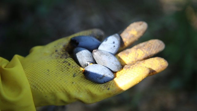 bai-viet/qua-tram-den-la-qua-gi-qua-tram-den-co-tac-dung-gi.html