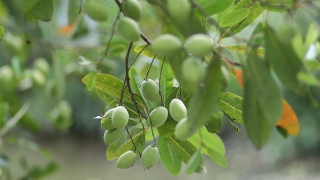 bai-viet/qua-tram-trang-co-tac-dung-gi-nhung-bai-thuoc-chua-benh-tu-qua-tram.html