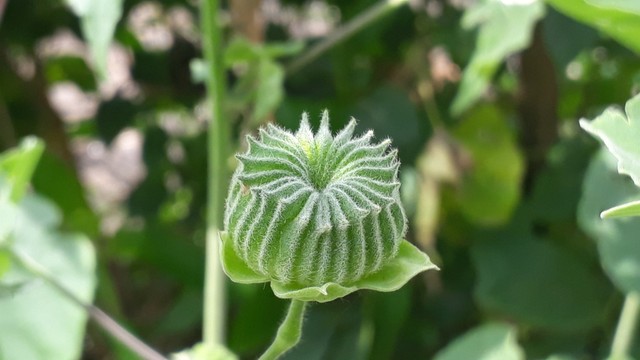 bai-viet/qua-xay-va-cong-dung-tu-qua-xay-ma-ban-nen-biet.html